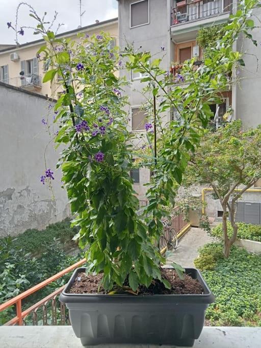 Apartament Il Grande Blu Mediolan Zewnętrze zdjęcie